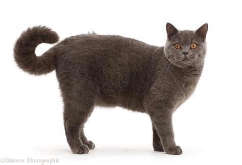 Blue British Shorthair Cat Standing With Curled Tail Photo Wp43200
