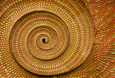 Chameleon tail spiral (1) | Sacred spiral, Spirals in nature, Spiral