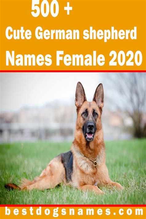 Strong Dog Names For German Shepherds Plabor