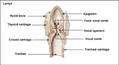 Larynx Of Mammals Wikipedia From Larinx Download Scientific Diagram
