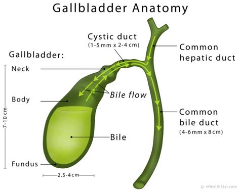 Gallbladder Definition Anatomy Parts Function Pictures Ehealthstar