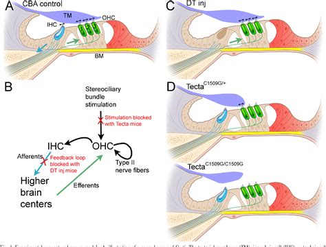 Figure 1 From Activity Dependent Regulation Of Prestin Expression In