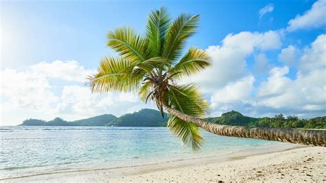 Download 1920x1080 Wallpaper Palm Tree Tropical Beach Sunny Day Sea
