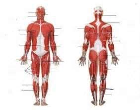 There are anterior muscles diagrams and posterior muscles diagrams. Images | Human muscular system, Muscular system, Muscular