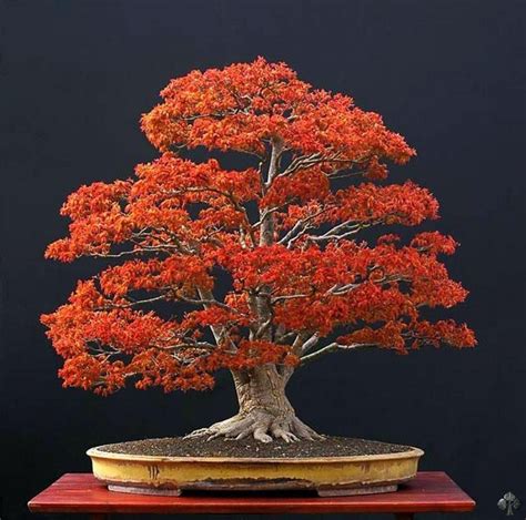 Choosing A Bonsai Pot For Your Tree Bonsai Empire