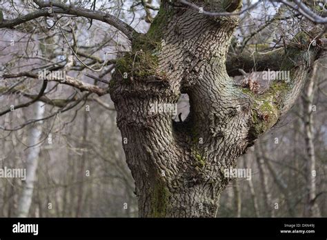 Oak Tree Quercus Robur Bifurcated And Rejoined Divided Trunk
