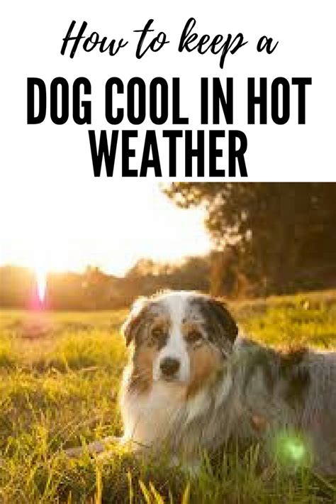 How To Keep A Dog Cool In Hot Weather Dog Exercise Aggressive Dog