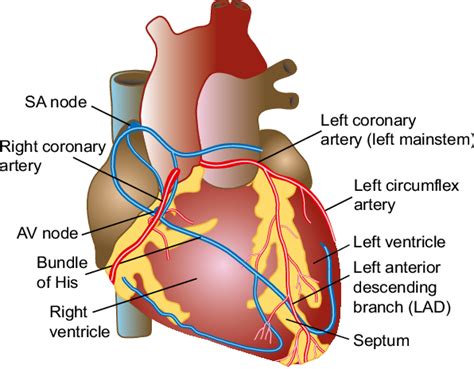 Anatomy And Physiology The Heart
