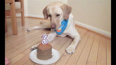 Dog Eating Birthday Cake