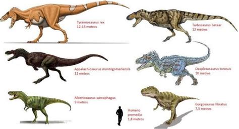 Dinosaurios Carnívoros Nombres Y Características Nombres De