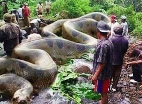 What Is The Largest Size Anaconda Ever Found On The Earth Discover