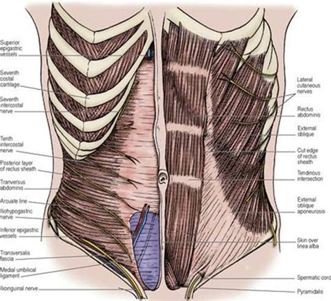 Anterior Abdominal Wall Lasts Anatomy Regional And Applied