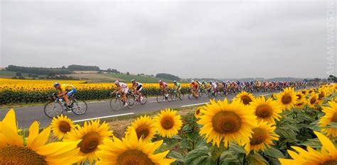 Tour De France Passes A Field Of Sunflowers Dessin Inspiration