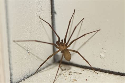 Brown Recluse Spiders Identification Bites And More
