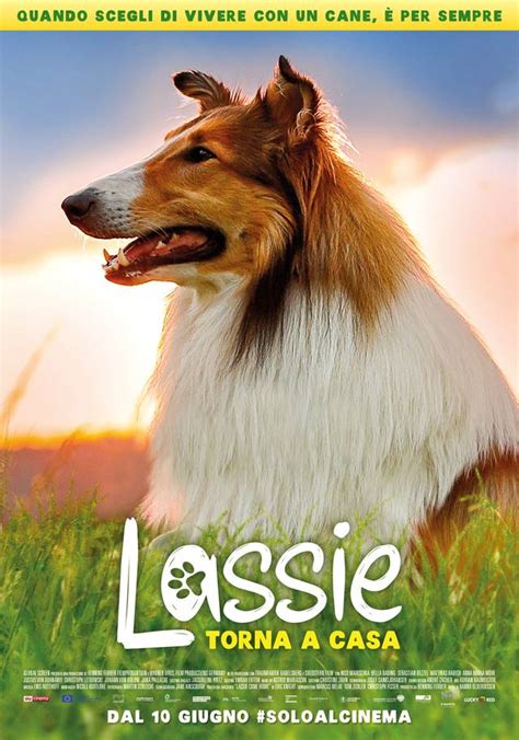 poster del film lassie torna a casa screenweek
