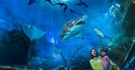 See the latest aquaria klcc kuala lumpur entry fees, entrance ticket price and tariff for visiting aquaria klcc. Aquaria KLCC Ticket in Kuala Lumpur