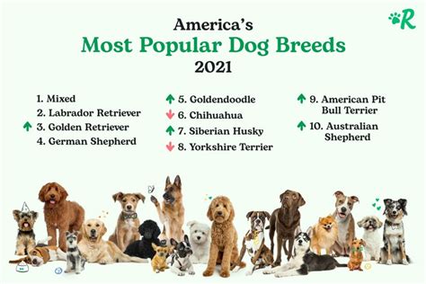 Rover Announces Americas Most Popular Dog Breeds Of 2021 The Dog