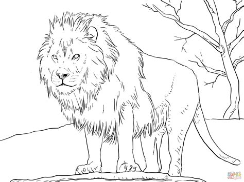 Gambar Male African Lion Coloring Page Free Printable Pages Click