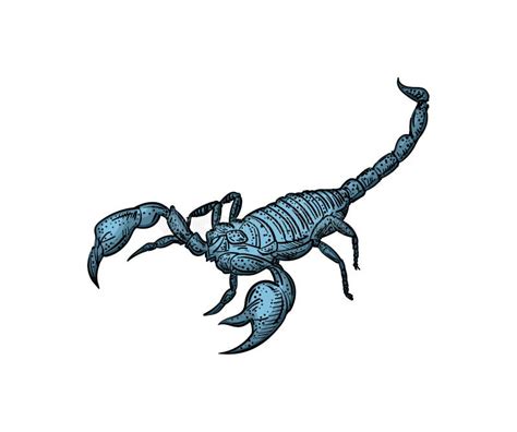 Scorpion Hand Drawing Sketch Linear Terrestrial Arachnid Vector