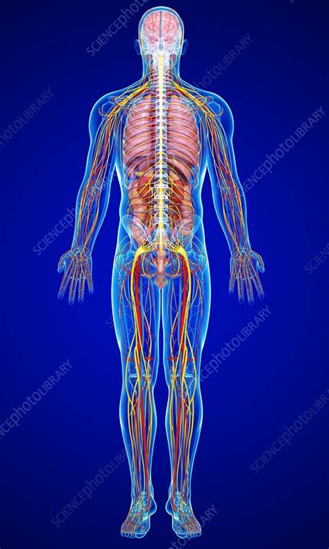 More images for male anatomy » Male anatomy, artwork - Stock Image - F006/0652 - Science ...