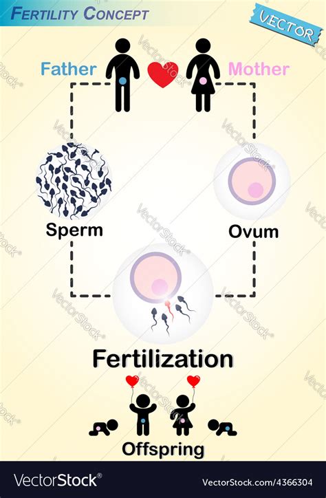 Human Fertilization Diagram Royalty Free Vector Image