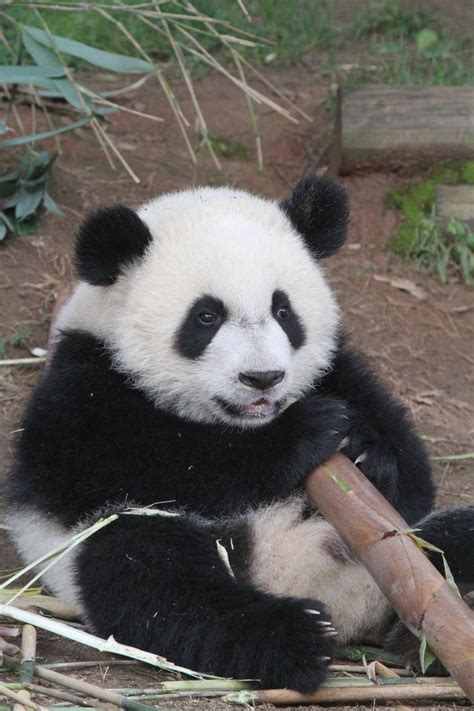 2014 05 19 Zoo Atlanta Lun Lun Mei Lun And Mei Huan 095 Baby Panda