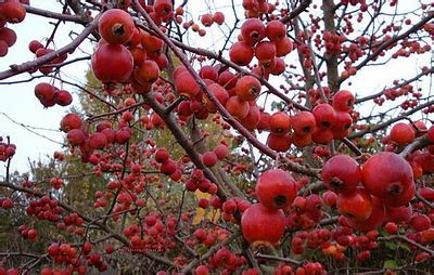 Piantine e alberi da frutto in vendita: MELO EVEREST IL PICCOLO ALBERO DEI FRUTTI ORNAMENTALI