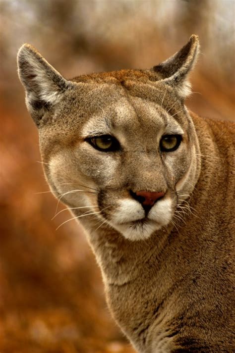 Nature Canada Eastern Cougar