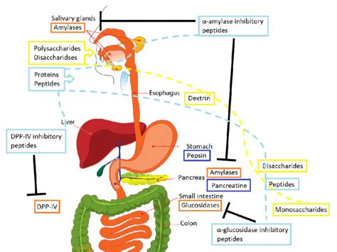 Mechanisms Involved In Peptides And Carbohydrate Digestion The Broken