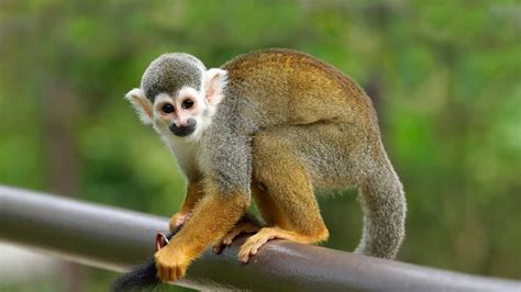 Squirrel Monkeys 25 Things You Should Know About Them