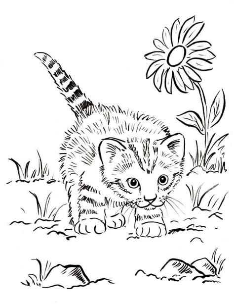 Realistic Cat Coloring Pages Printable Kids Worksheets
