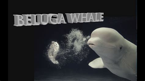 The Magical Beluga Whale Capturing Wild Belugas Youtube