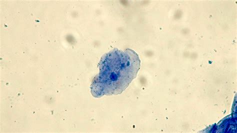 Micrograph Human Cheek Epithelial Cells Methylene Blue 400x P000019