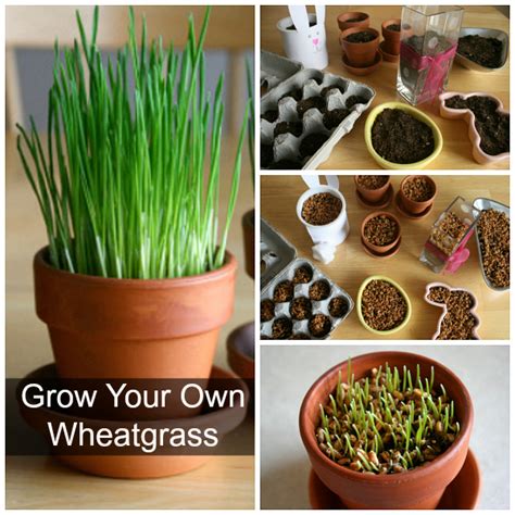How To Grow Your Own Wheatgrass Make And Takes