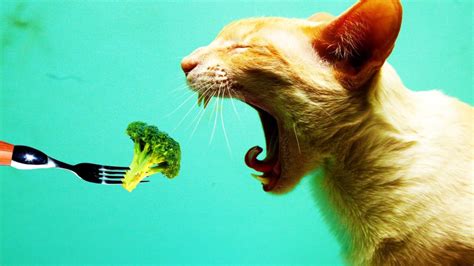 Can Cats Be Vegan Or Vegetarian Purrfect Love