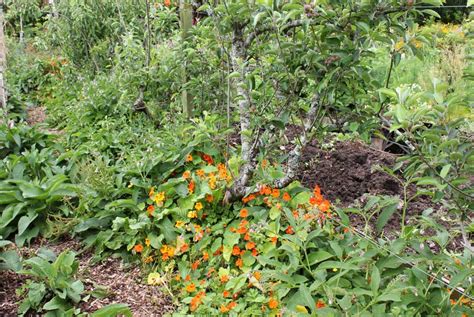 Edible flowers are a fun and easy way to add color and flavor to all sorts of dishes — especially when you can pick them right from your own garden. Nasturtium - POD easy edible gardening