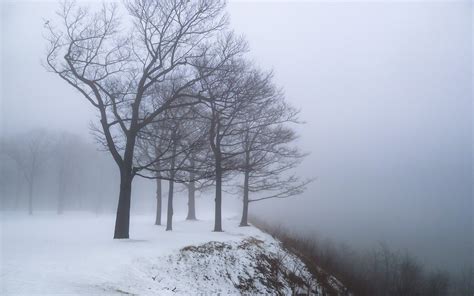 Dry Branches Edge Fog Mountain Nature Snow