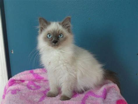 Maybe you would like to learn more about one of these? Male blue point Ragdoll kittens for Sale in Blanchard ...