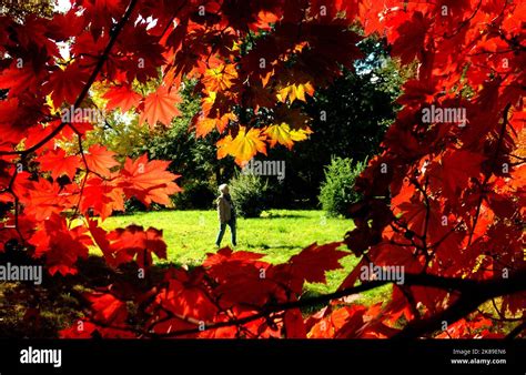 The Leaves Of The Trees At The Sir Harold Hiller Gardens Near Romsey