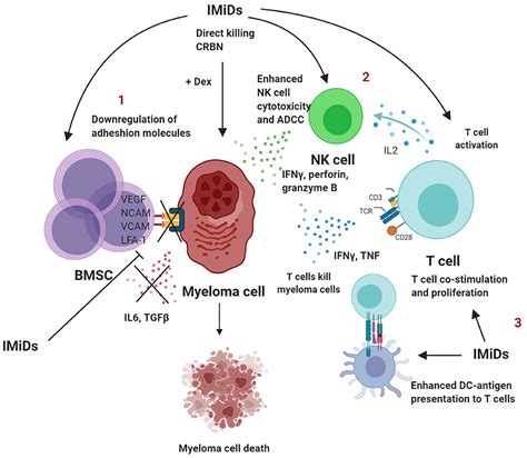 Frontiers Understanding The Role Of T Cells In The Antimyeloma Effect Of Immunomodulatory Drugs