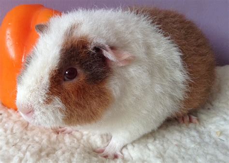 Cherished Cavies — This Little Teddy Guinea Pig Is Available For