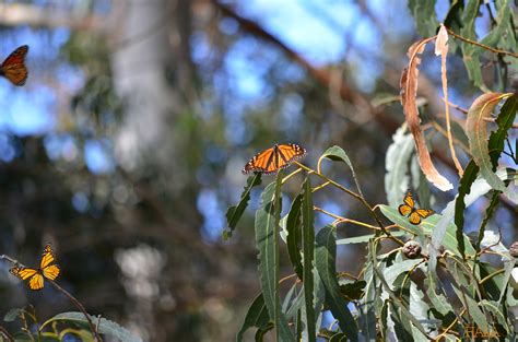 Pismo Beach Monarch Butterfly Grove Pismotravelhorsing Around In La