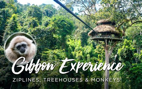 Gibbon Experience Review Tips And Advice