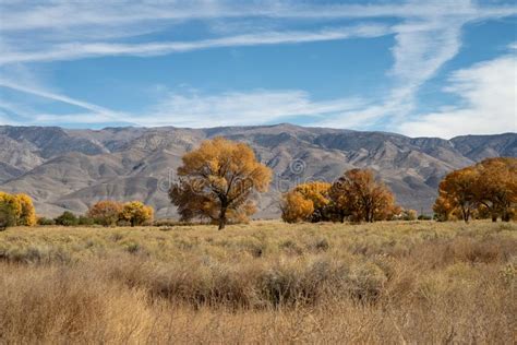 Autumn Tree Yellow Fall Foliage Eastern Sierra Nevada Mountains Stock