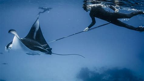 Indonesia Teaching The Manta Ray Tourism Mantra In Quest To Save Fish