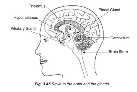 The Pineal Gland Is Considered The Main Receptor And “time Clock” Of