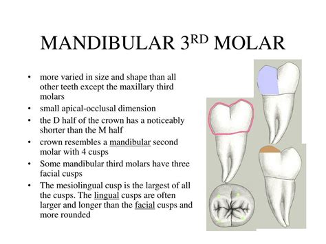 Mandibular Molar Anatomy