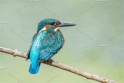 Common kingfisher | Common kingfisher, Kingfisher, Common
