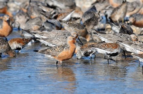 Free Picture Red Knots Up Close Birds