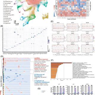 Singlecell Transcriptomes Of The Ts65Dn Mouse Model Of Down Syndrome